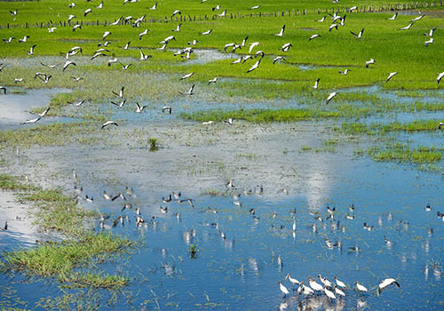 Guanacaste El Viejo Wetlands Boating Adventure